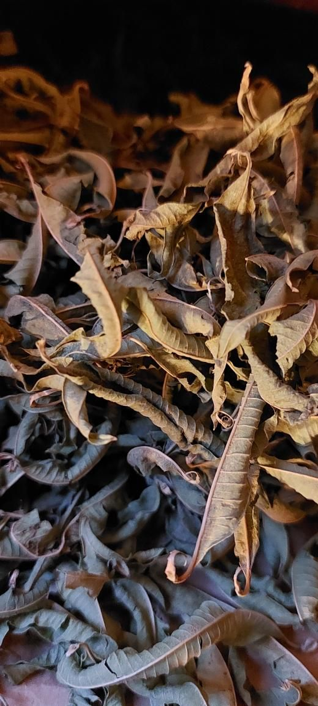 Verveine citronnelle