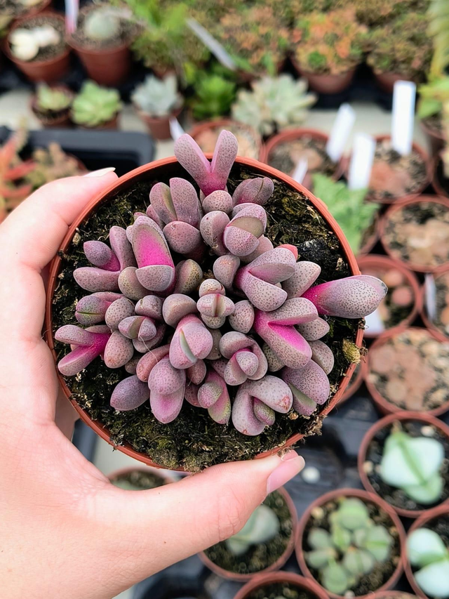 Pleiospilos nelii 'Royal Flush'