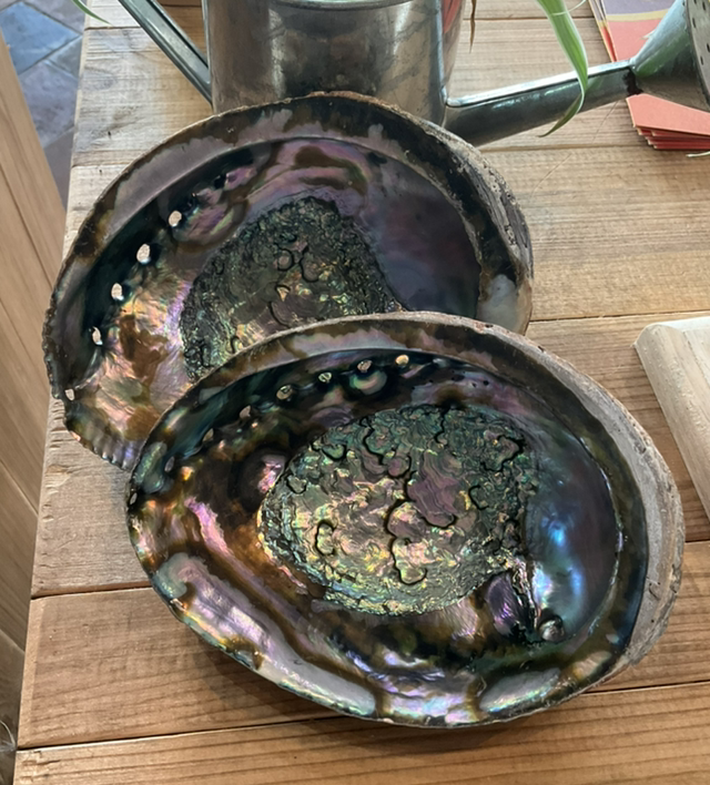 NEW - Coquille d’ormeau naturelle 15-17cm