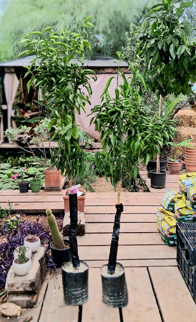 N33 . Mandarancio in fitocella