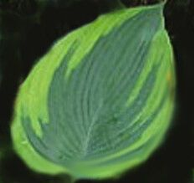 Hosta 'Alvatine Taylor' 2 litre