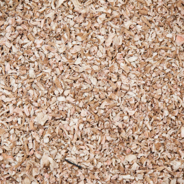 CHICOREE - RACINES BRUTES SECHEES