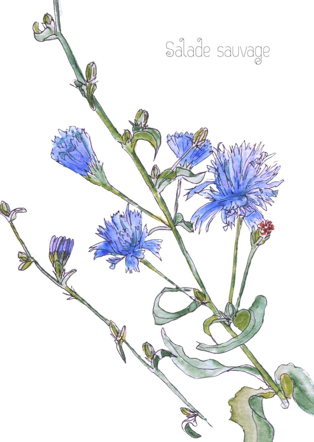Fleur de chicorée "Salade sauvage"
