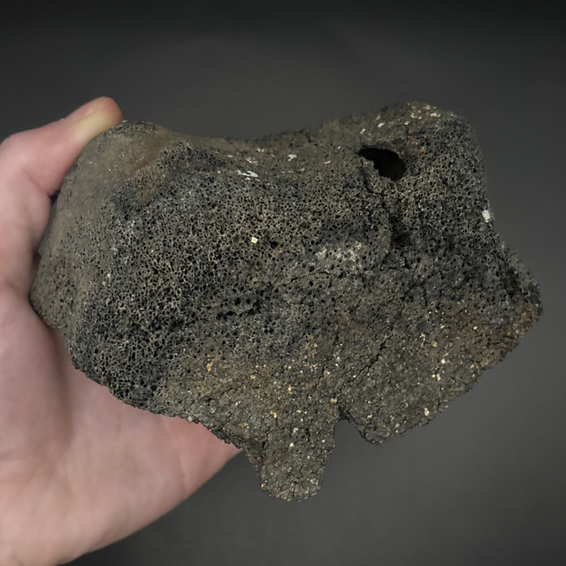 Whale Partial Vertebra 