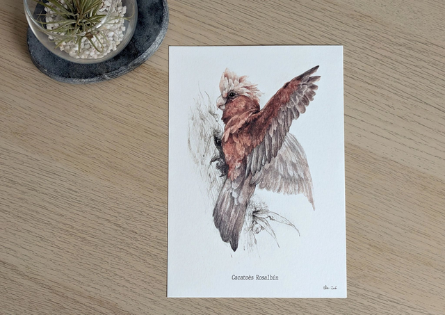 Cacatoès Rosalbin, exlibris format A5