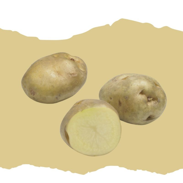 Sirtema – Très précoce et idéale en primeur