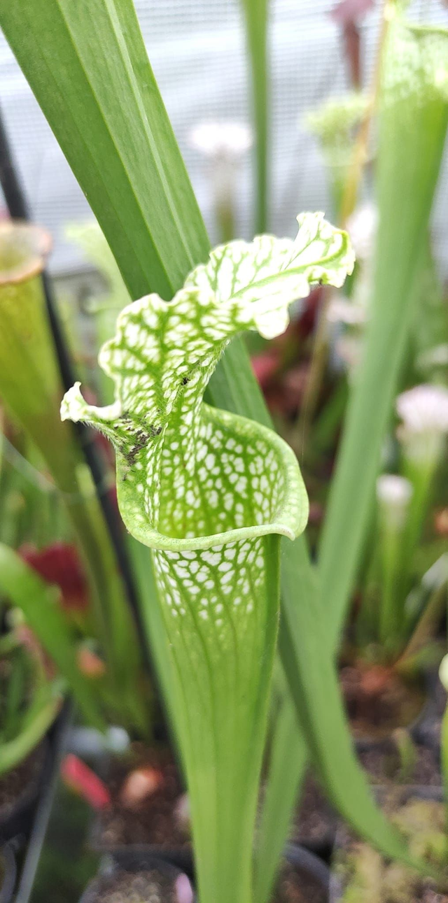 Sarracenia Leucophylla `Schnells Ghost&#039;