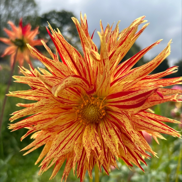 Rejmans Firecracker 386