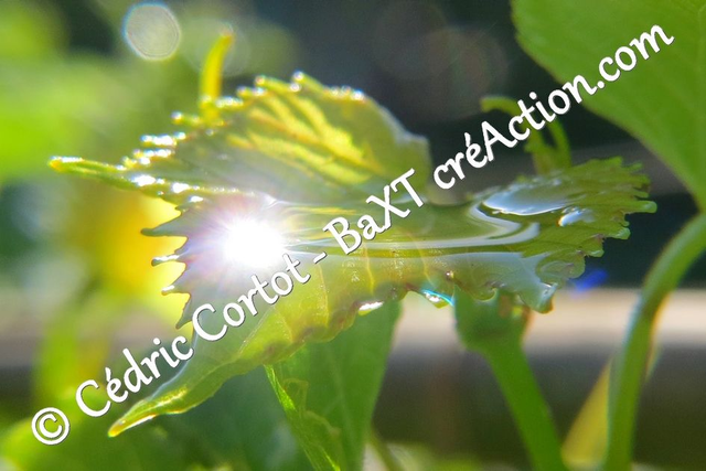 Impression sur alu dibond - Rosée et gouttes de pluie (ref 4616)