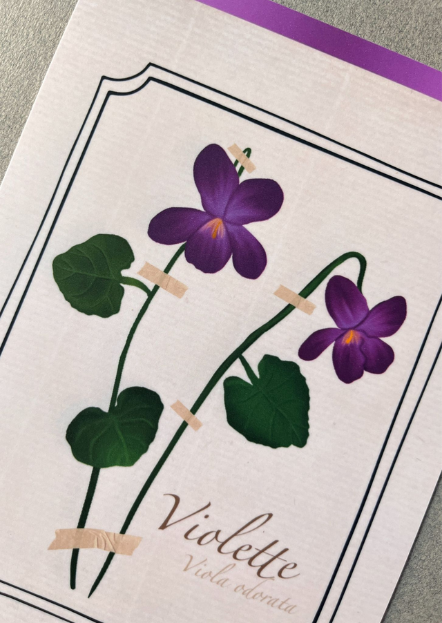 Affiche 02. La Violette (février)