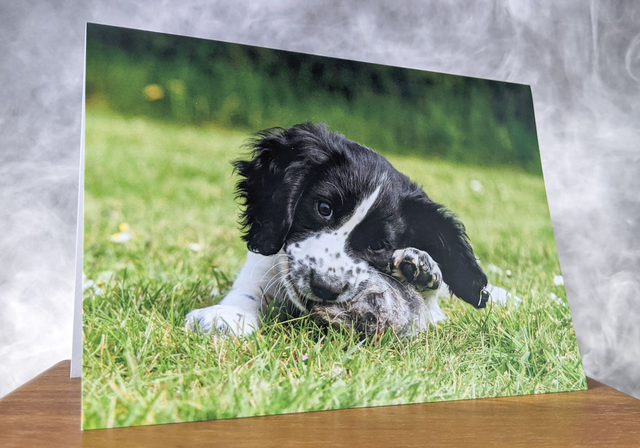 Puppy Love Blank Card