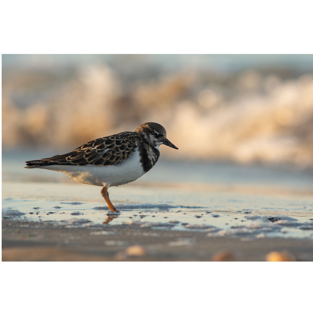 Tournepierre à collier 