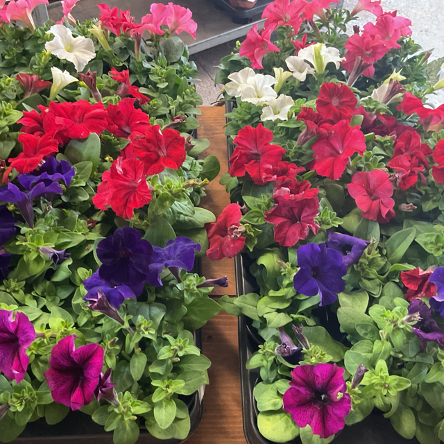 Pétunia mix 