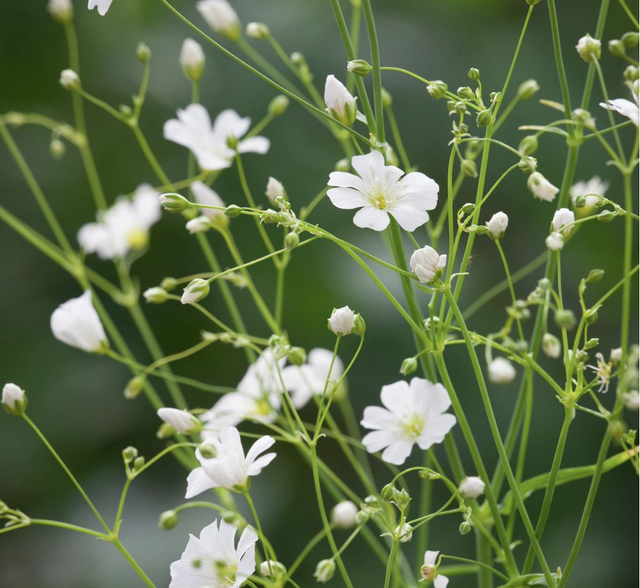 Gypsophila Covent Garden