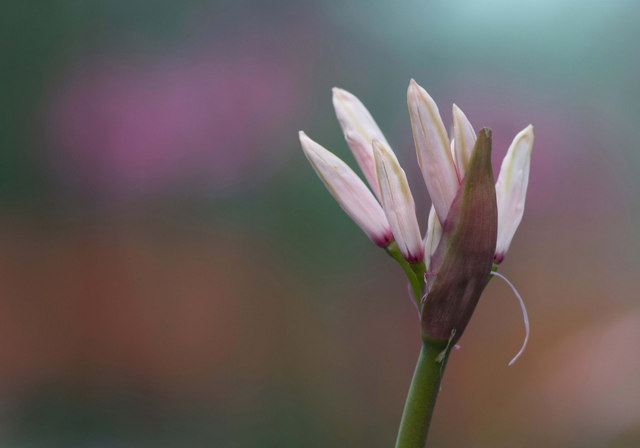Igor IV - Nerine Sarniensis