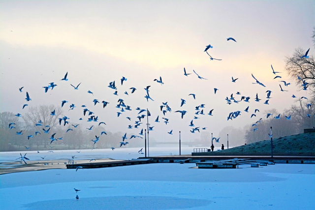 Wintermöwen am Aasee
