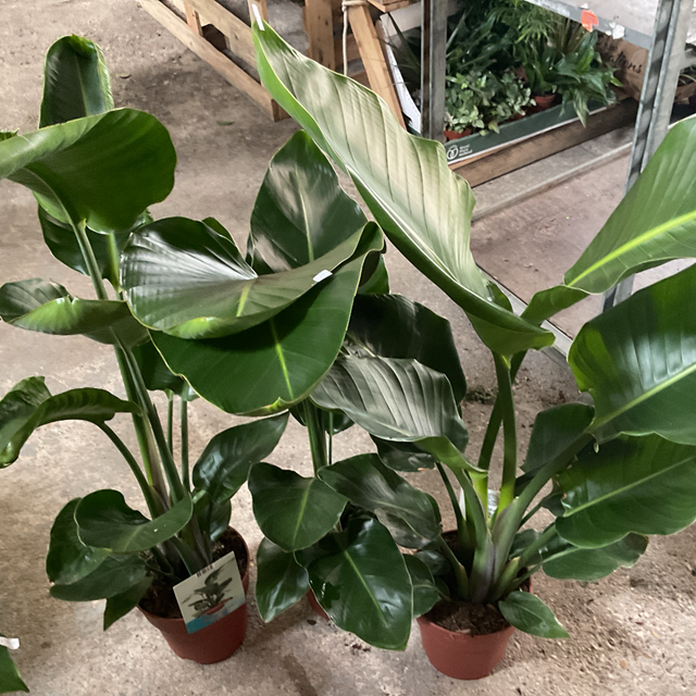 Strelitzia Nicolai L