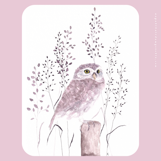 Carte postale Chouette chevêche