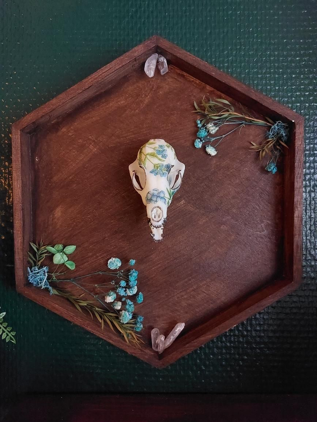 Cadre en bois avec un crâne de renard en résine 