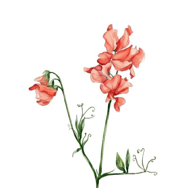 PLUG Sweet Pea 'Patti'