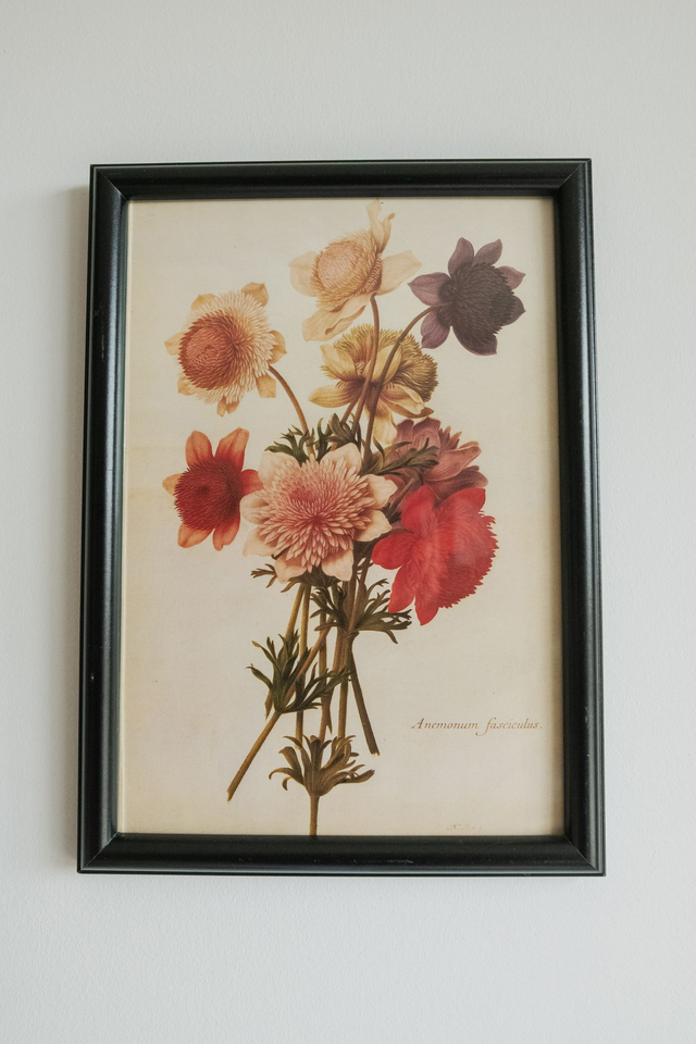 Florae Obscura 🥀 Cadre revalorisé