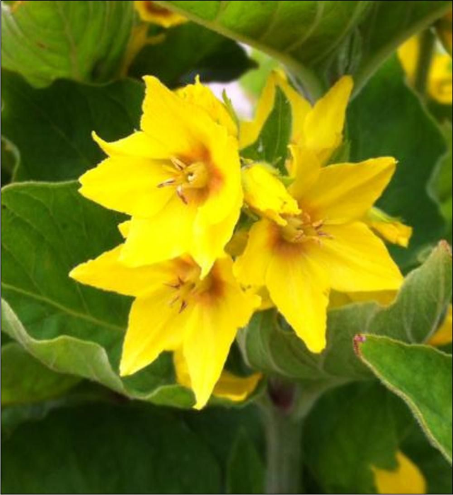 Lysimachia punctata - 1ltr pot