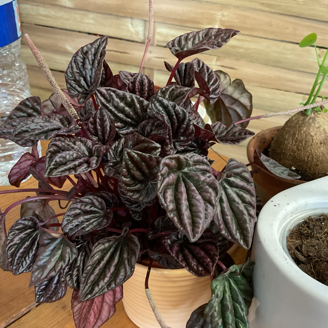 Peperomia dark