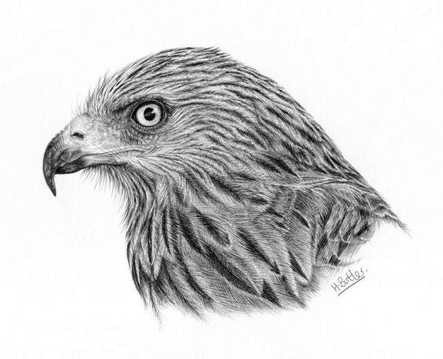 'Red Kite.'  Original framed graphite pencil drawing.