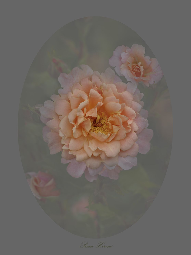 Rose Pierre Hermé