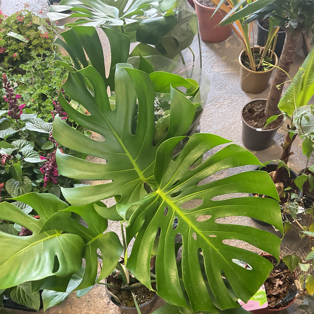 Monstera deliciosa petit