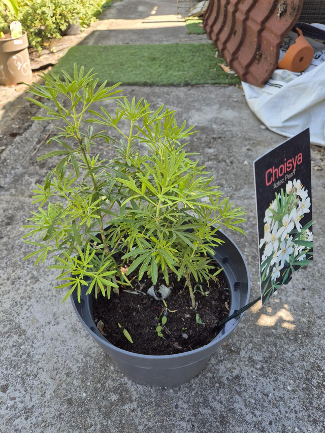 Oranger du Mexique choisya Aztec Pearl pot 19cm