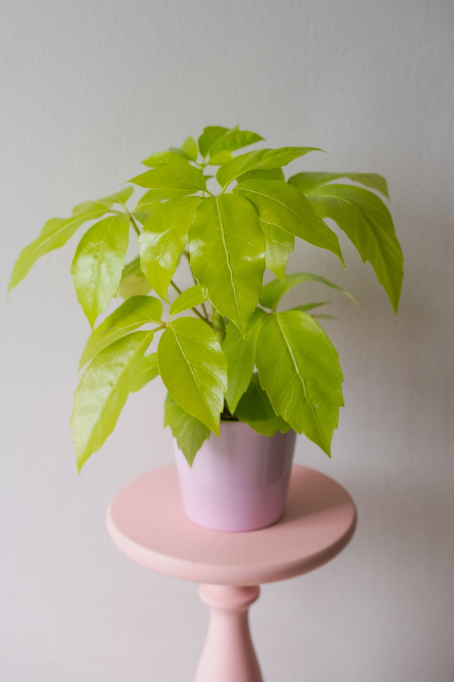 Schefflera Actinophylla Golden Amate 🌿