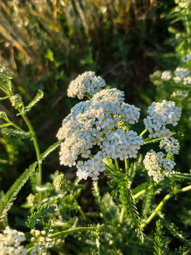 Alcoolature Achillée millefeuille
