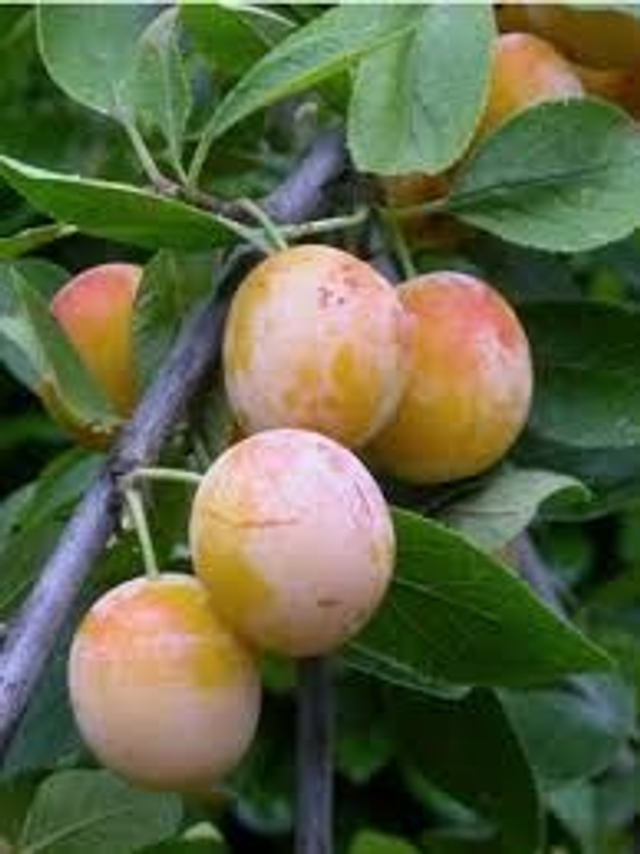 PRUNIER Mirabelle de nancy