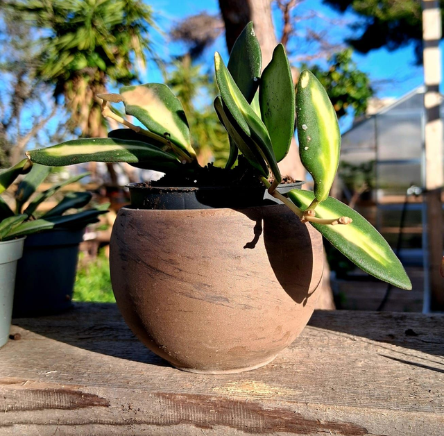 C53 . Hoya burtoniae 'Variegata' in "LunaBasalt"