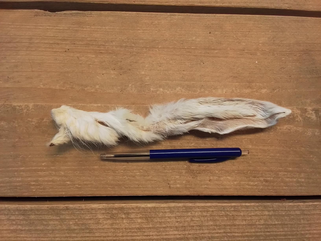 Konijnenoor met haar