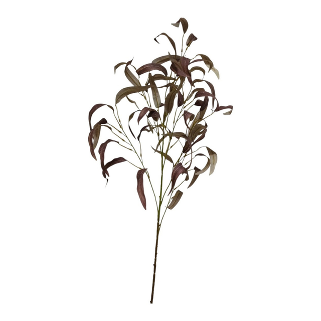 Eucalyptus bruin\paars