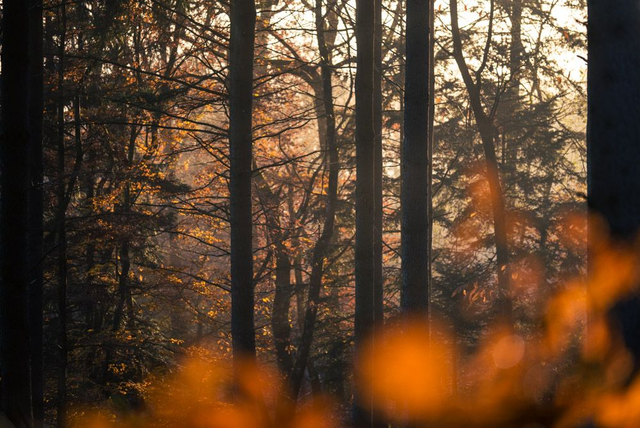 Forêt d’automne 1