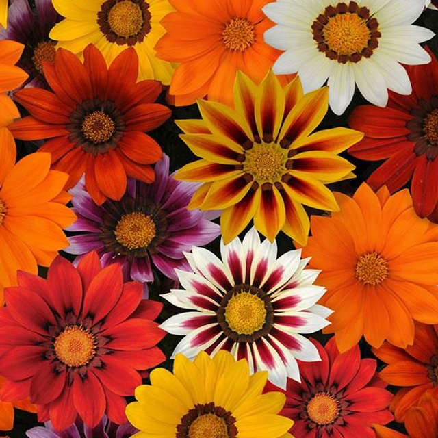 Gazania (Mixed New Day) - Tray of 6 plants