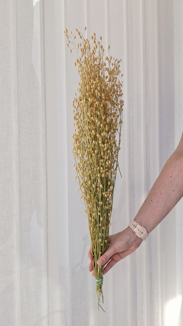 Vide atelier - Cress attraxa naturel