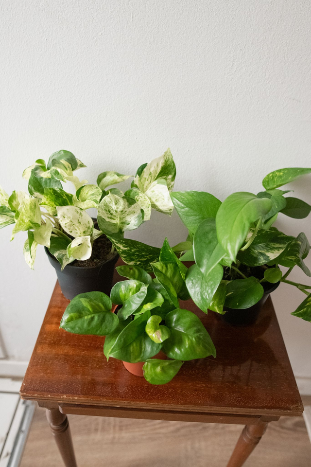 Pothos Addict - Xmas Kit 🎀