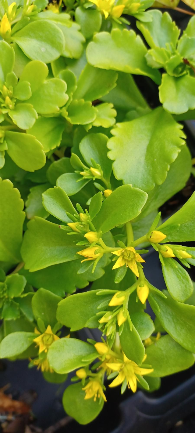 Sedum kamptschaticum