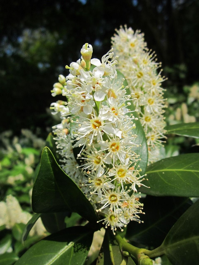 Prunus laurocerasus caucasica