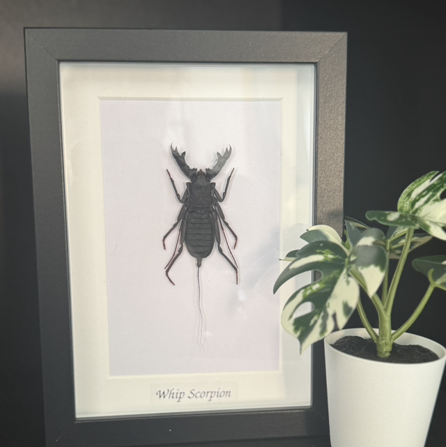 Whip scorpion