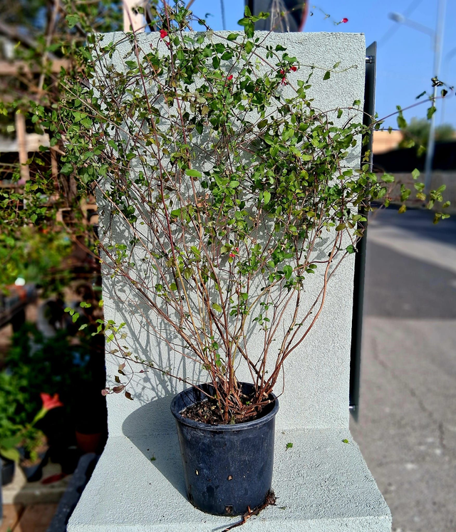 A38 . Salvia microphylla hot lips