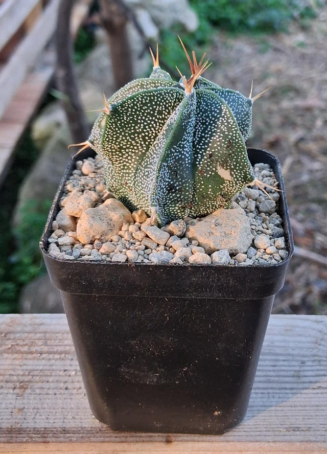 D159 . Astrophytum Ornatum vaso 7x7