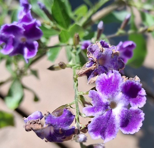Q03. Duranta erecta