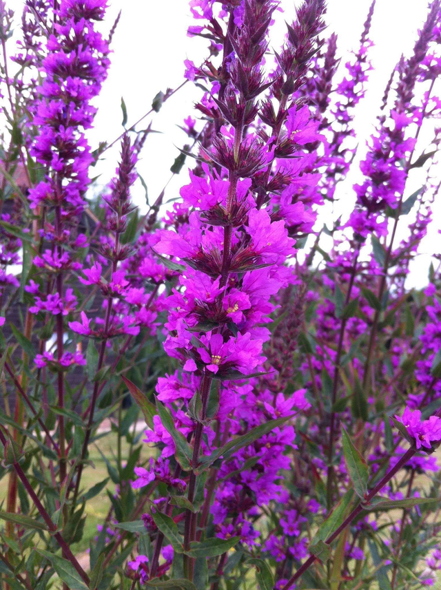 Lythrum virgatum - 1ltr pot