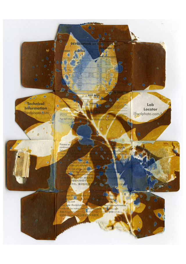 Van Dyke Brown and Cyanotype Print of Weeds on Recycled packaging 10x8 inches