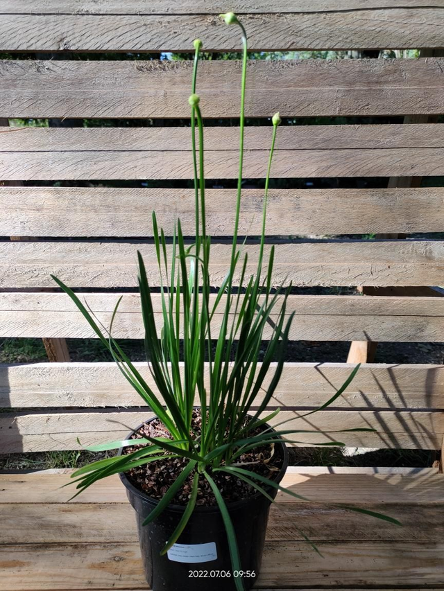 Allium Millenium - C2l